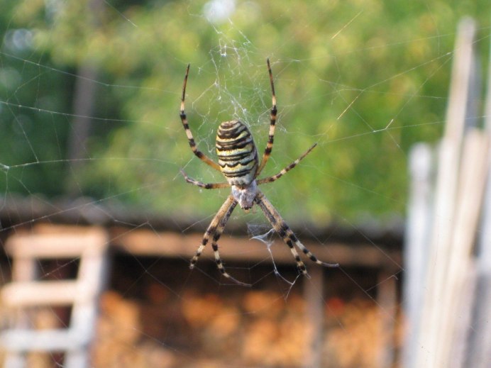 Cheiracanthium punctorium желтосумный колющий паук
