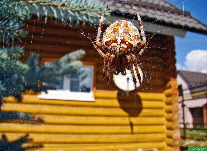 Паук крестовик Дальневосточный