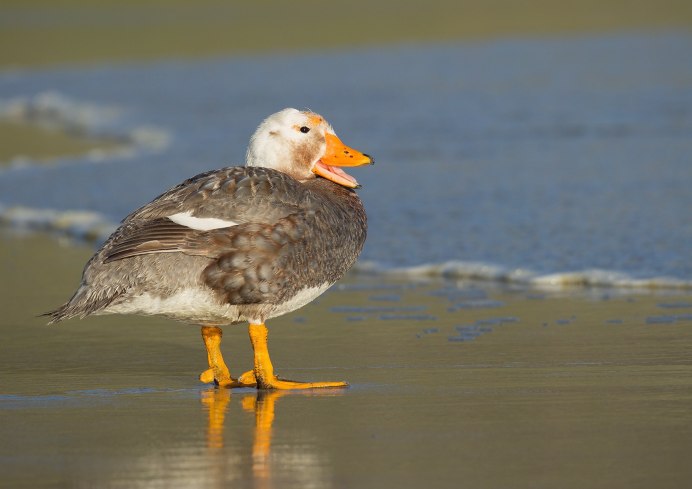 Steamer Ducks