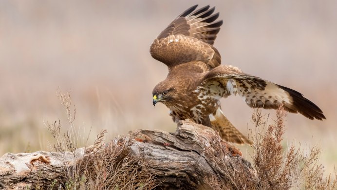 Ястреб-перепелятник (большой ястреб)