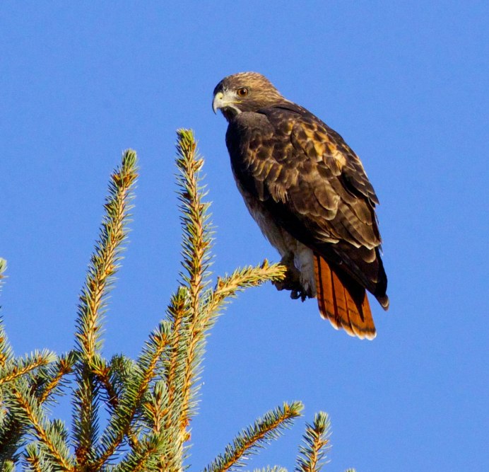 Пятнистохвостый перепелятник