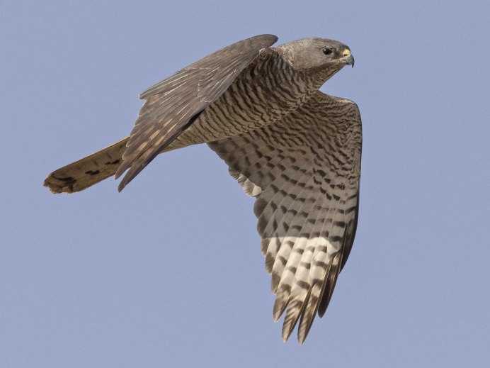 !(Ястреб-перепелятник Татарстана)