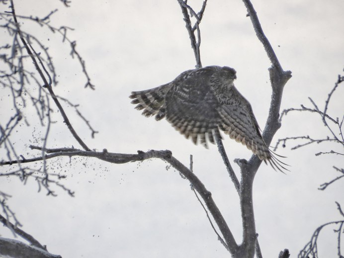 Ястреб-тетеревятник лапы