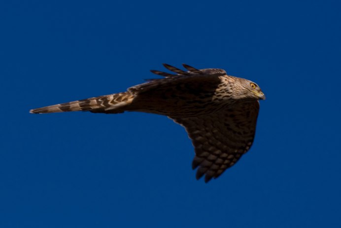 Falke Сокол ястреб