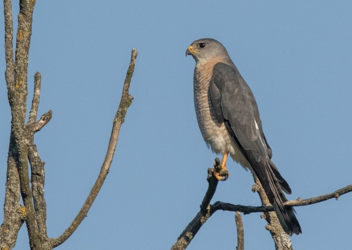 Череп ястреба тетеревятника