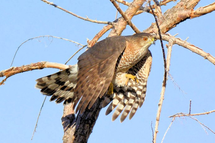 Европейский тювик Accipiter brevipes