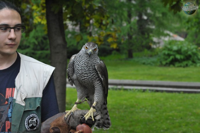 Ястреб тетеревятник пара