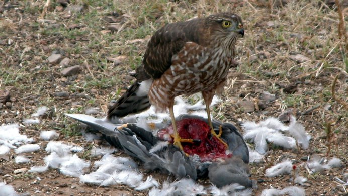Ястреб тетеревятник охота