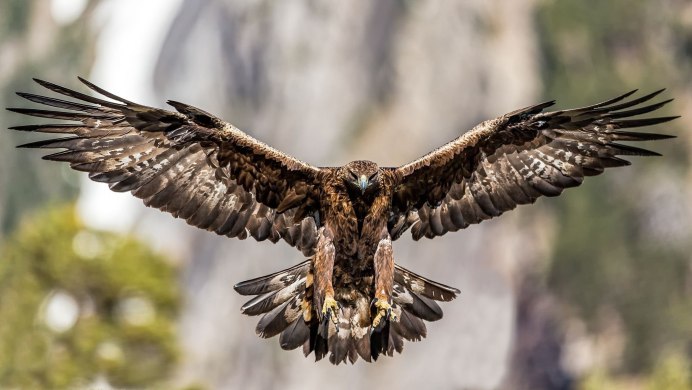 Сокол Сапсан и ястреб тетеревятник