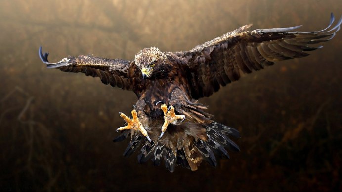 Красноплечий канюк