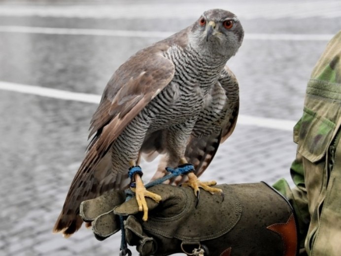 Ястреб Сарыч