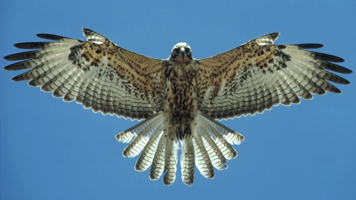 Northern Goshawk