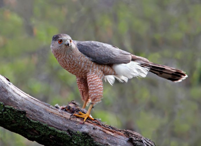 Тетеревятник (Accipiter gentilis)