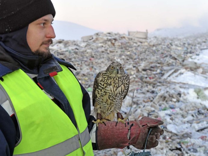 Коршун тетеревятник