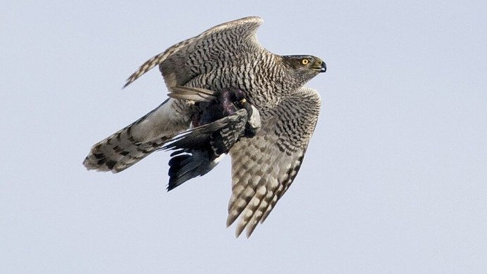 Red tailed Hawk птица