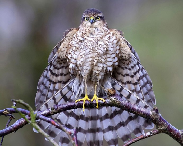 Камчатский ястреб-тетеревятник