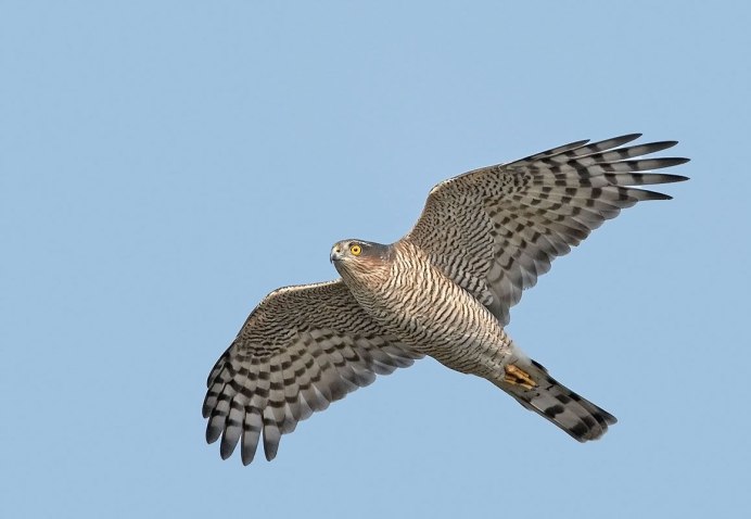 Лунь канюк тетеревятник