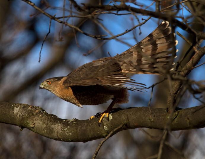 Ястреб vs Сокол