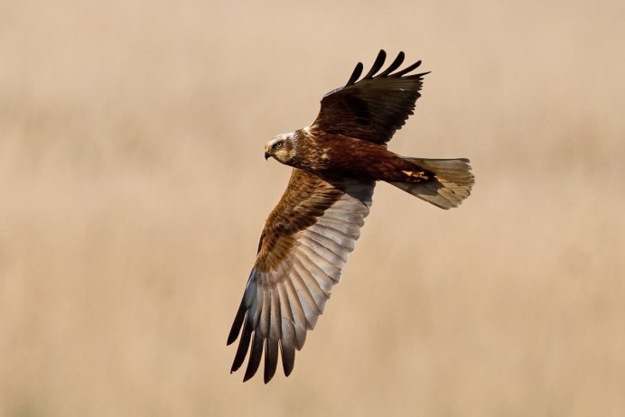 Ястреб и Орел