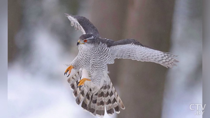 Орёл Беркут в атаке