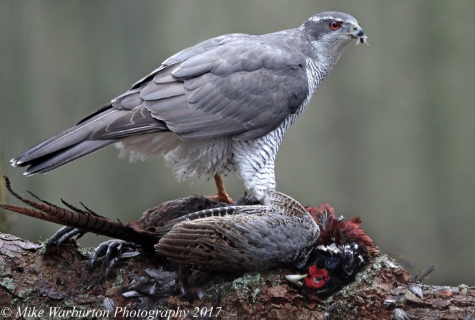 Ястреб тетеревятник настоящий Лесной разбойник