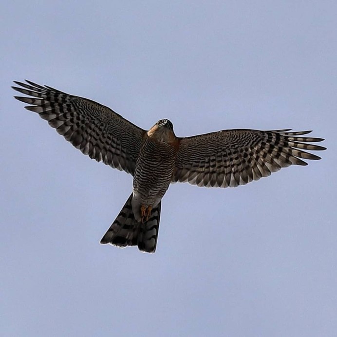 Коршун и ястреб