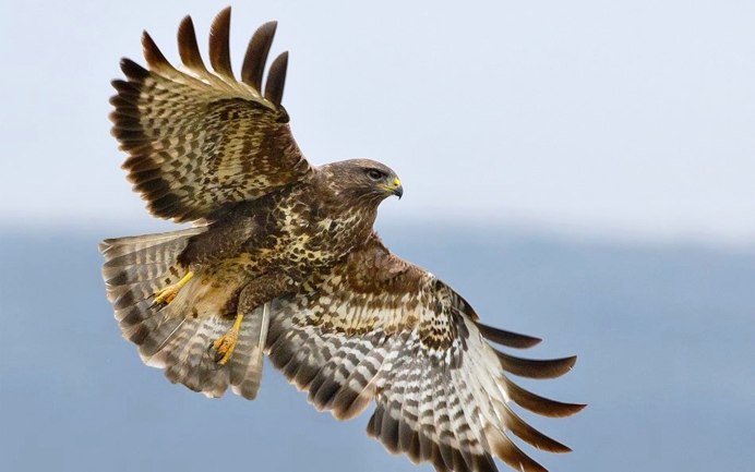 Сокол Орел ястреб канюк