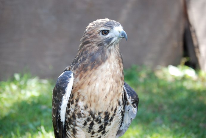 Камчатский ястреб-тетеревятник
