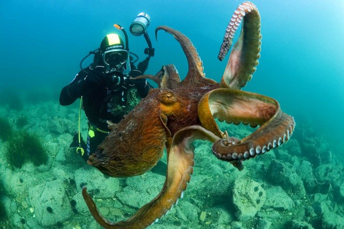 Giant Pacific Octopus