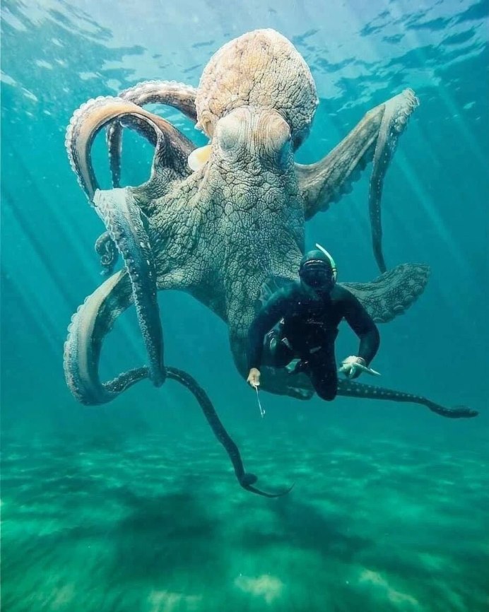 Гигантский осьминог (Enteroctopus dofleini)