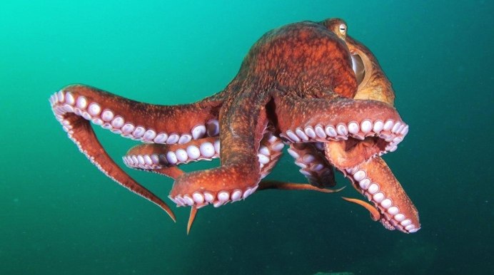 Enteroctopus dofleini