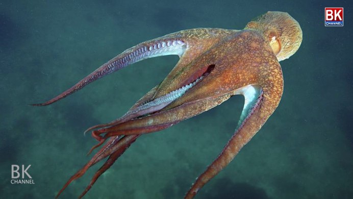 Осьминог Octopus vulgaris