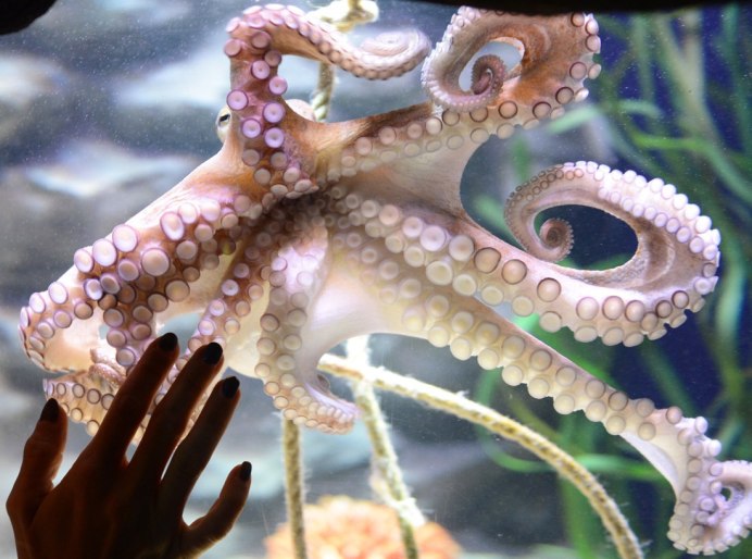 Гигантский осьминог (Enteroctopus dofleini)