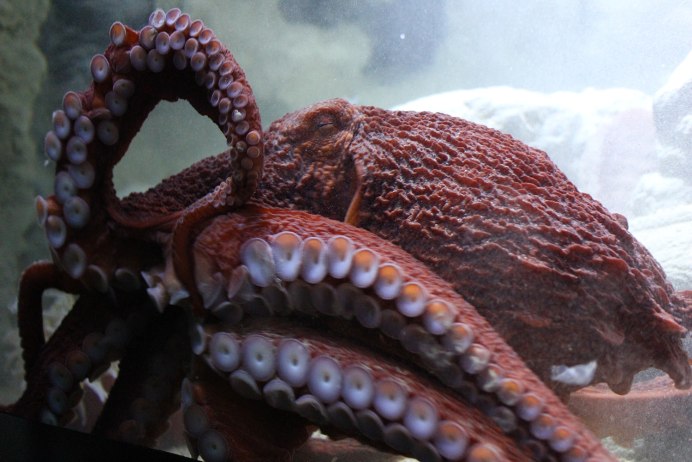 Гигантский осьминог (Enteroctopus dofleini)
