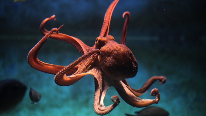 Enteroctopus dofleini
