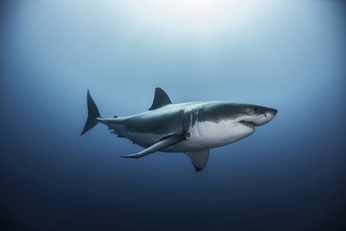 Одинокая акула