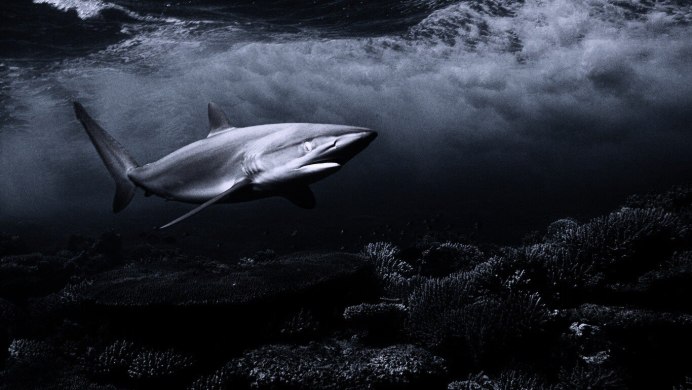 Обои на рабочий стол акула