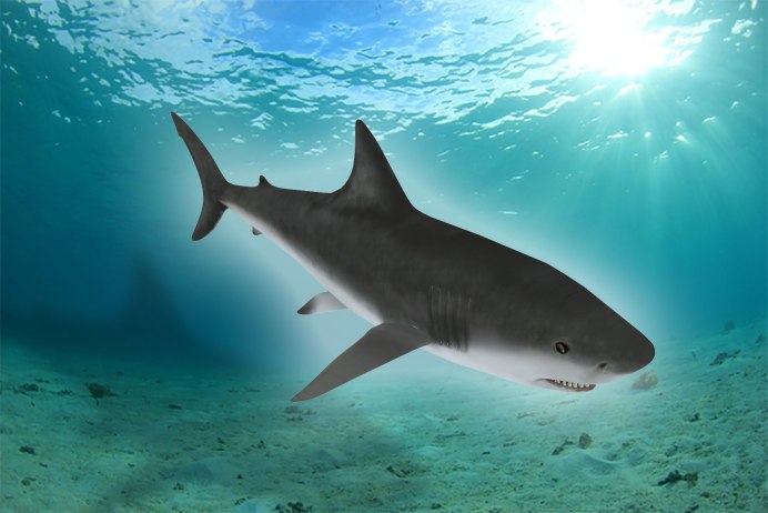 Хрящевые акулы