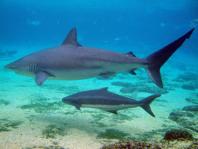 Carcharhinus Altimus