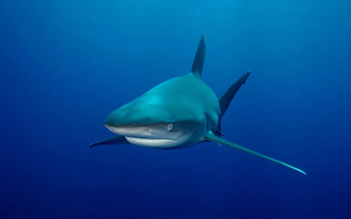 Акулья морда