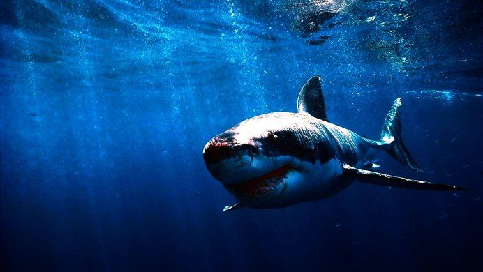 Черная акула
