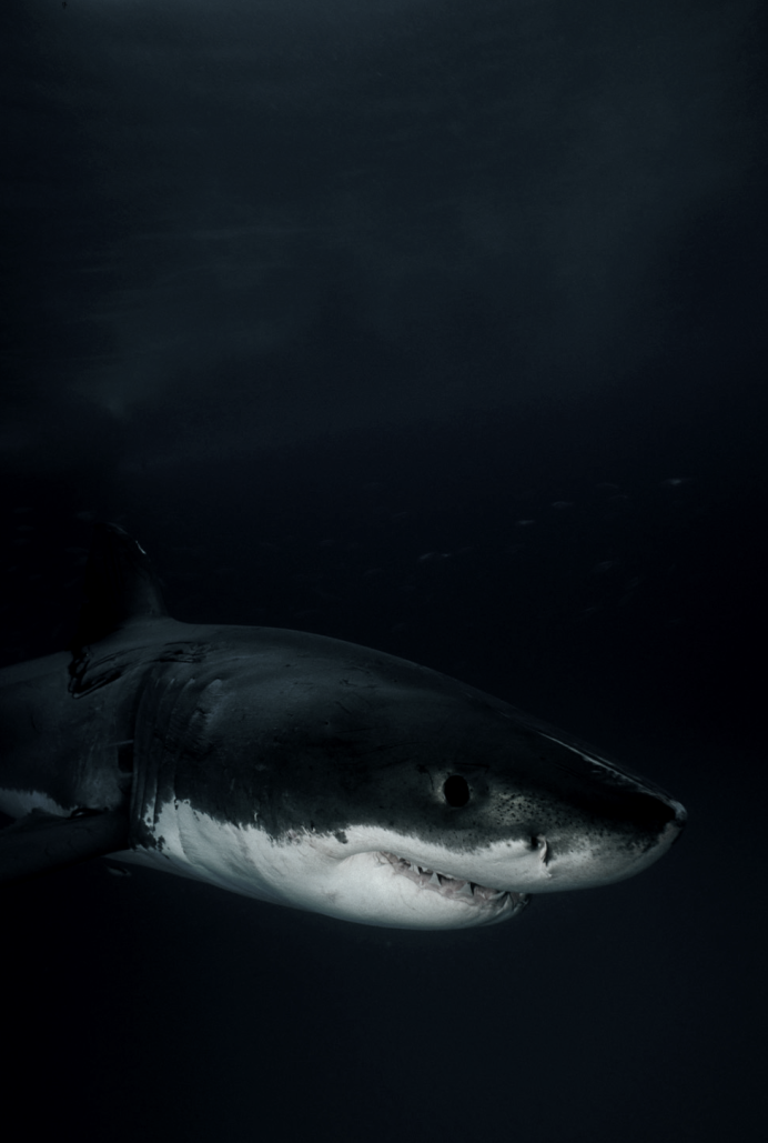 Катран акула черного моря