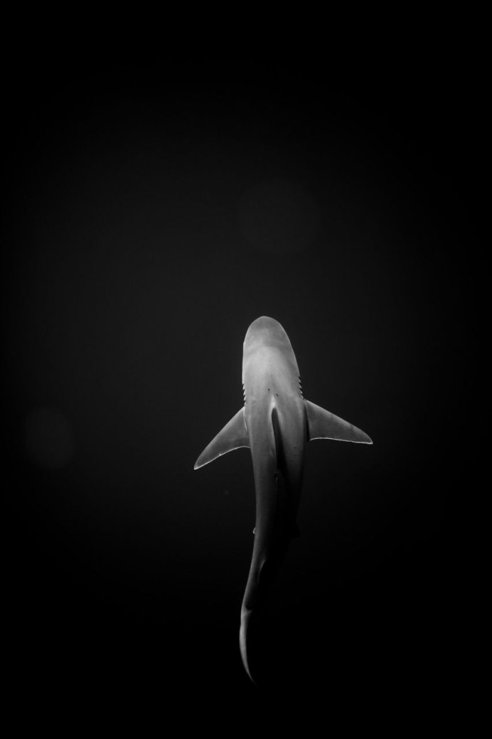 Тигровая акула