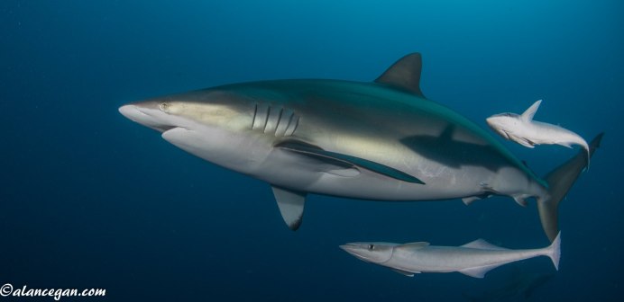 Акула на черном фоне