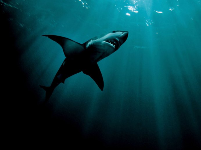 Касатка против белой акулы