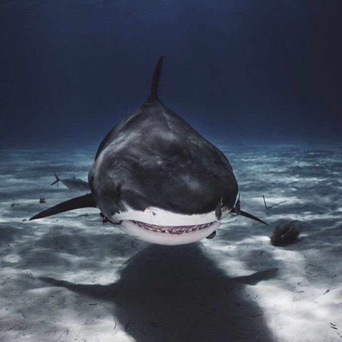 Аквариумные рыбки акулы