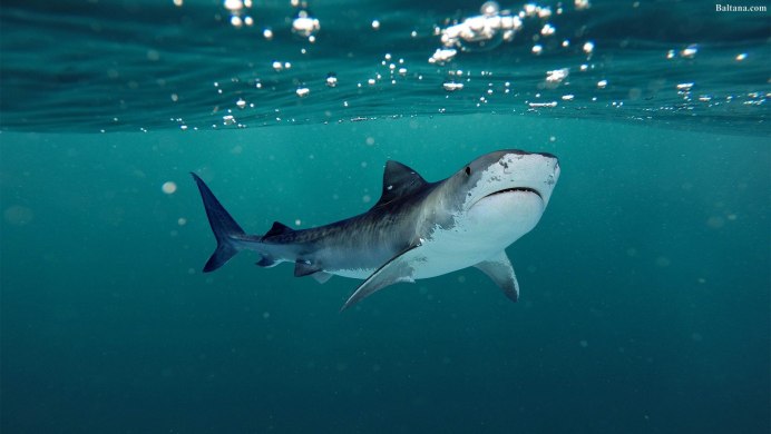 Обои на рабочий стол акула