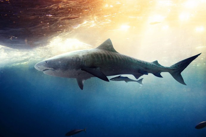 Акула МЕГАЛОДОН