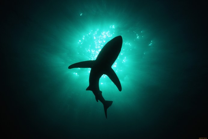 Акула на темном фоне