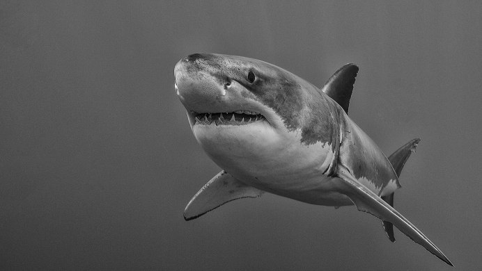 Тигровая акула Акуленок